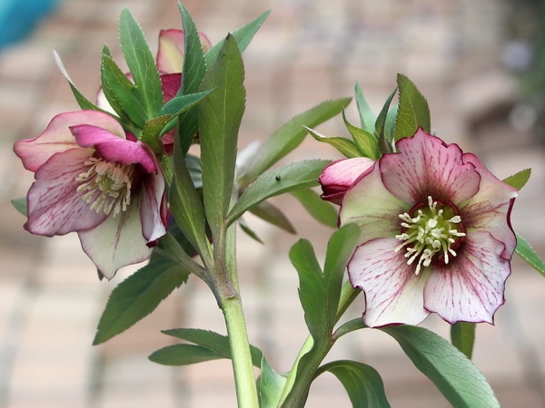 クリアランスセール☆【5.5号ポット】現品☆クリスマスローズ