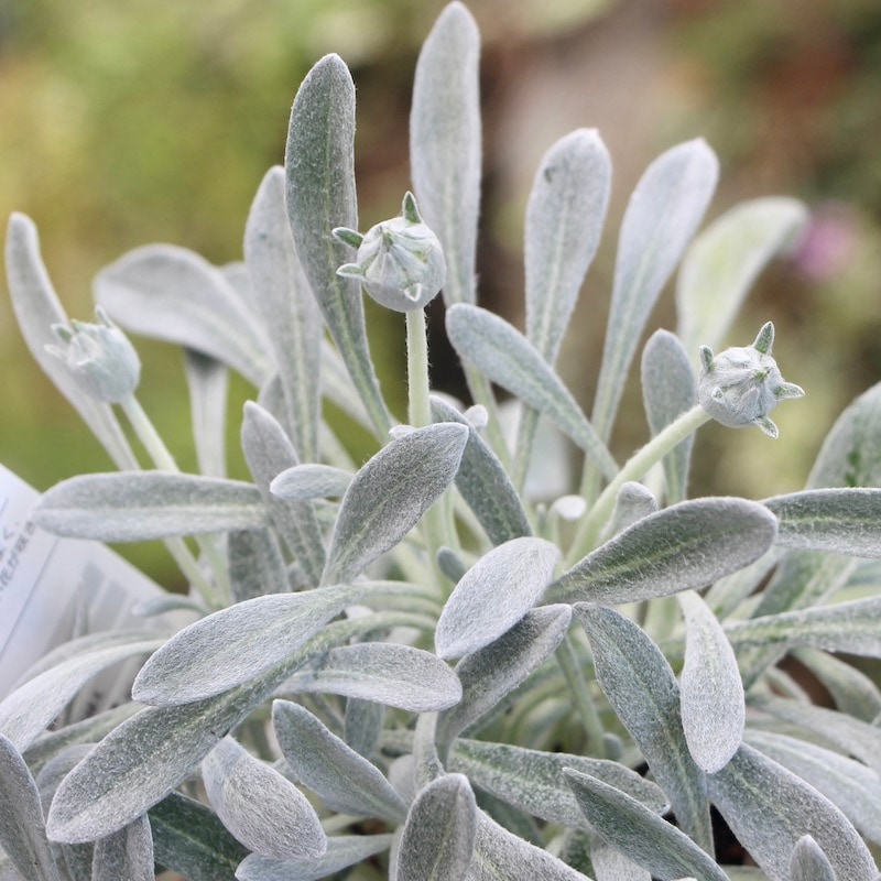 強くて美しいシルバーリーフ♪ガザニア・ビースト「シルバーフォックス」