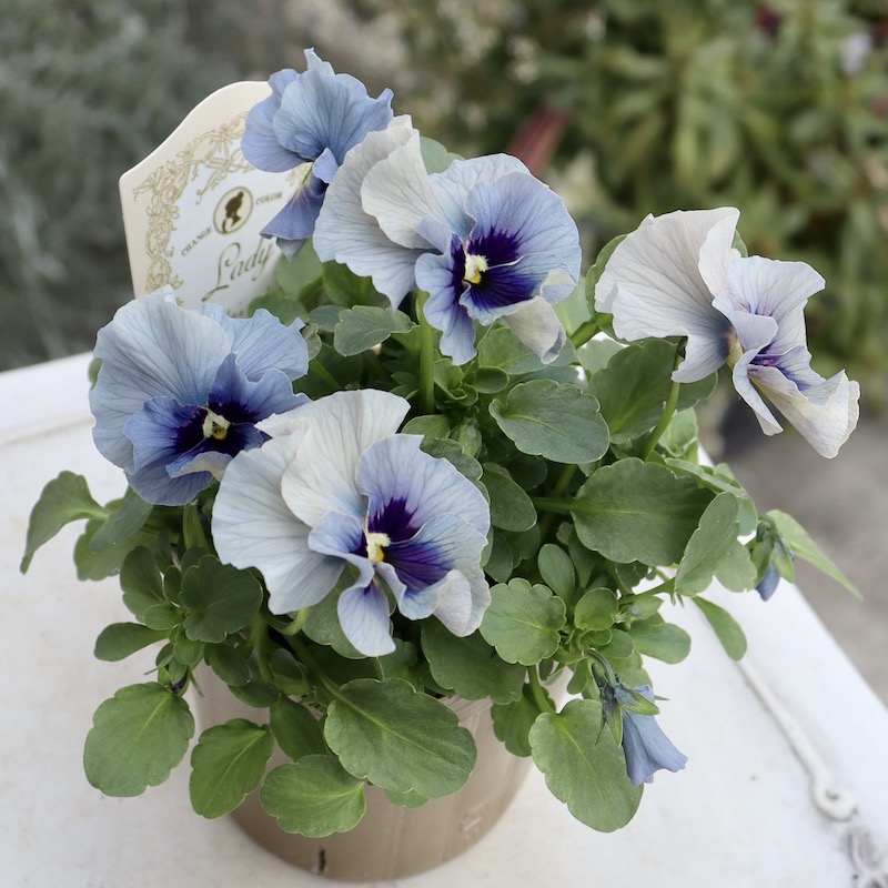 画像の現品!!石川園芸さんのビオラ「レディ」＜23-10＞