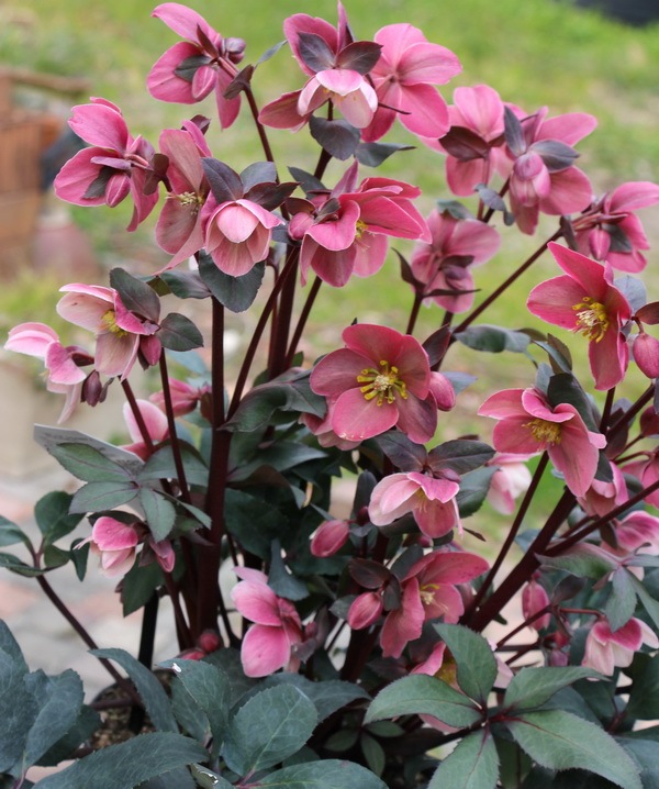 クリスマスローズ・HGC「ピンクフロスト」4.5号鉢