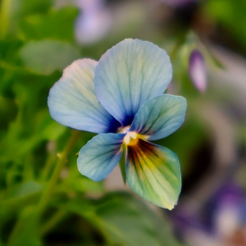 プレミアムカラー》画像で花の色・形を選べる!!うえたビオラ「パピヨン