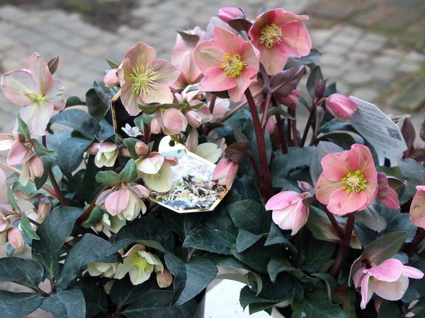 クリスマスローズ・HGC「マエストロ」5.5号おしゃれ鉢