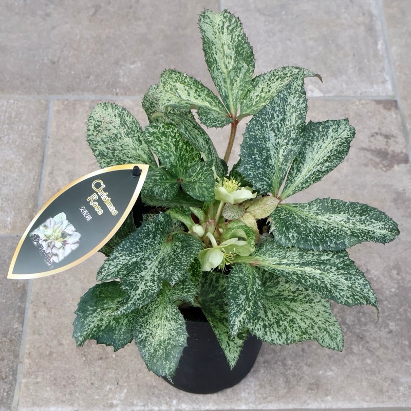 葉が美しく花付きも抜群♪クリスマスローズ「スノーフィーバー」5号鉢