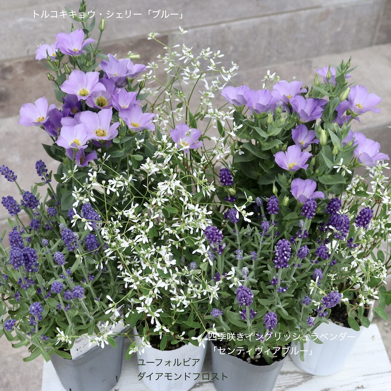 超良株!! 四季咲きイングリッシュラベンダー「センティヴィアブルー