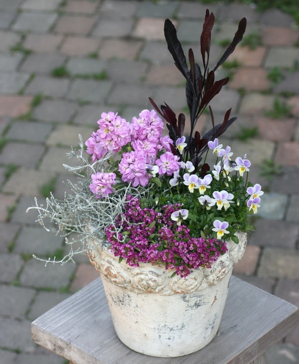 八重咲きストック・ビンテージ「ライラック」