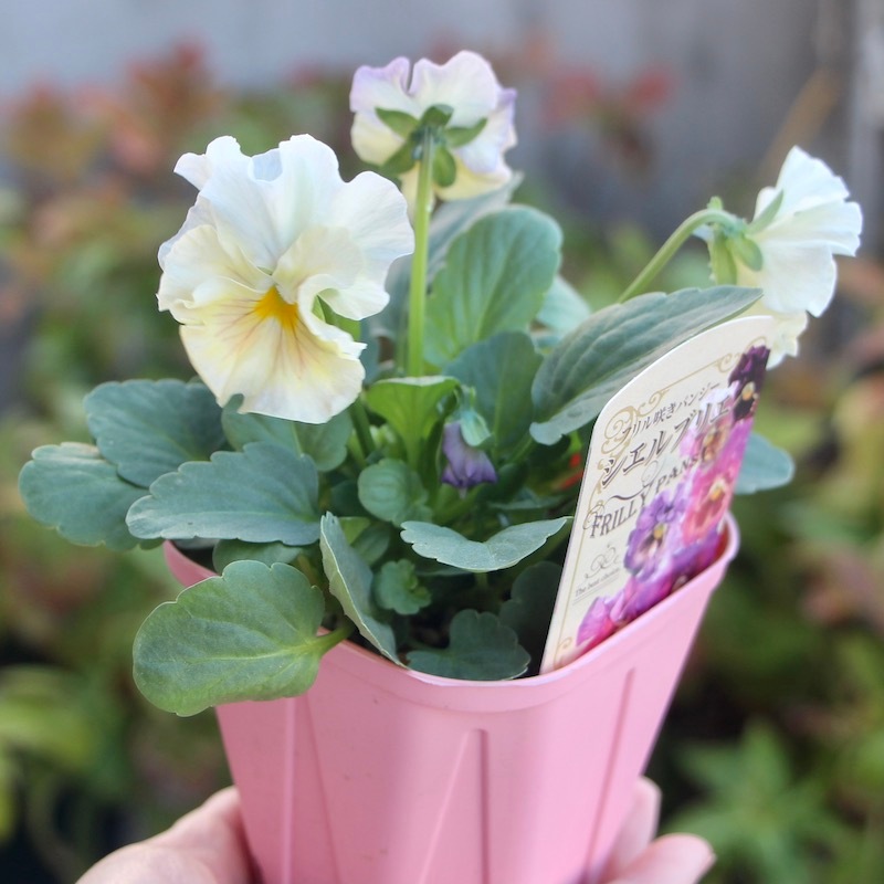 ビオラ シェルブリエ 苗 【公式通販】