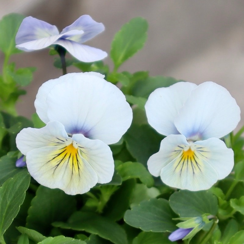 花付き抜群☆パンジー「ウォータリーアイズ」色幅のお色お任せ2株