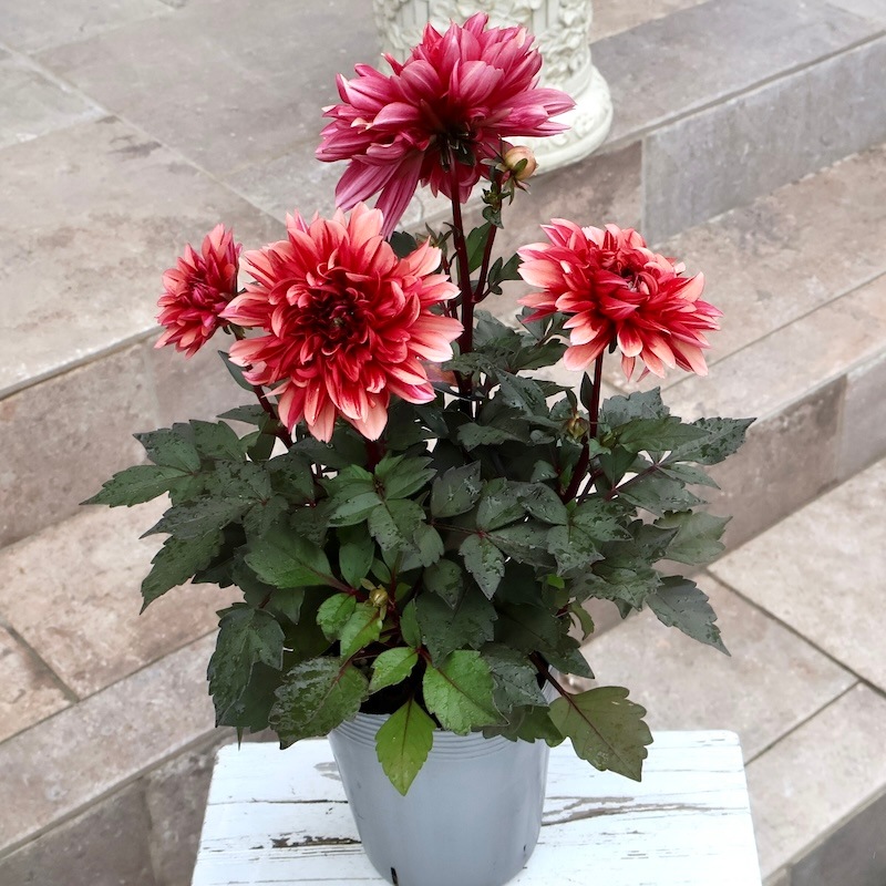 感動の美しさ♪特大株のダリア・ラベラグランデ「チョコレート