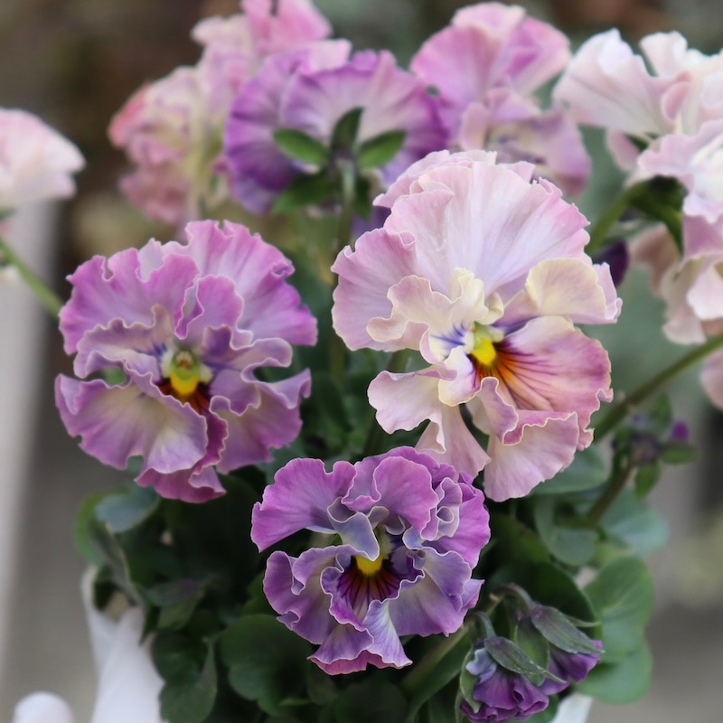 激レア品の限定販売】現品1点限り☆桂楓園さんのパンジー「フェデ