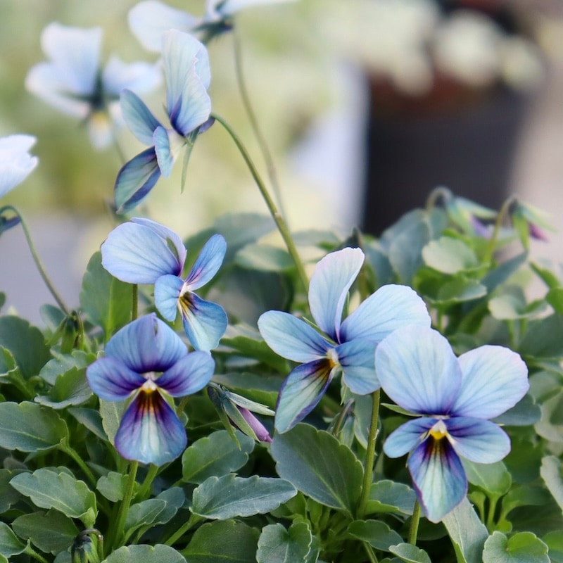 最後の1株!! 今年のNEW☆画像で花の色・形を選べる!!うえたビオラ