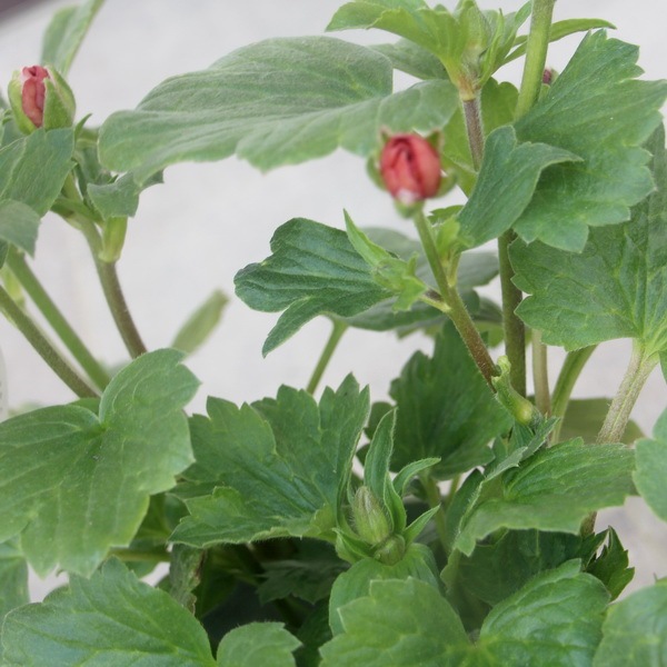 画像の現品☆5号鉢仕立てのラナンキュラス・ラックス「テセウス」