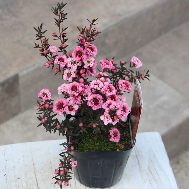 ギョリュウバイ(レプトスペルマム)3号ポット