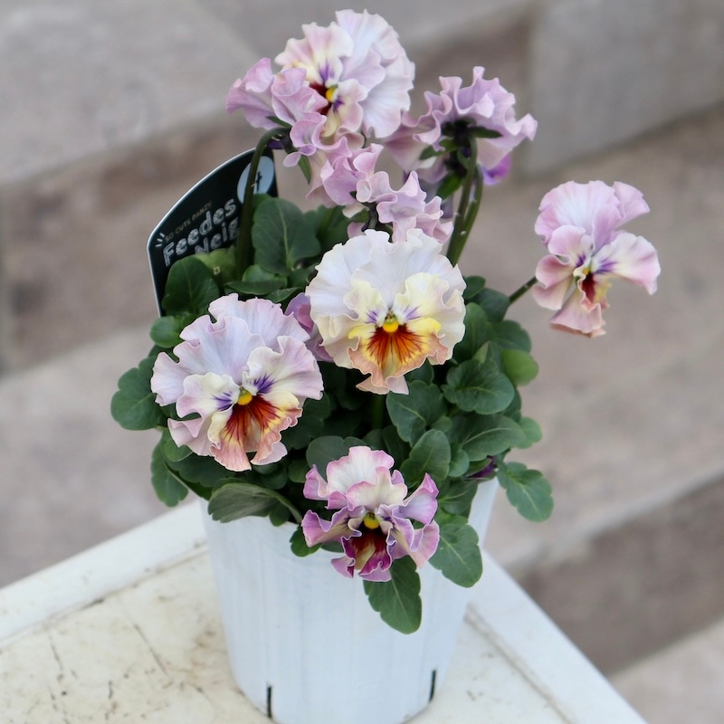 ラスト!!【激レア品の限定販売】現品1点限り☆桂楓園さんのパンジー