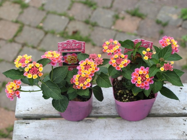 ランタナ「ピンク」