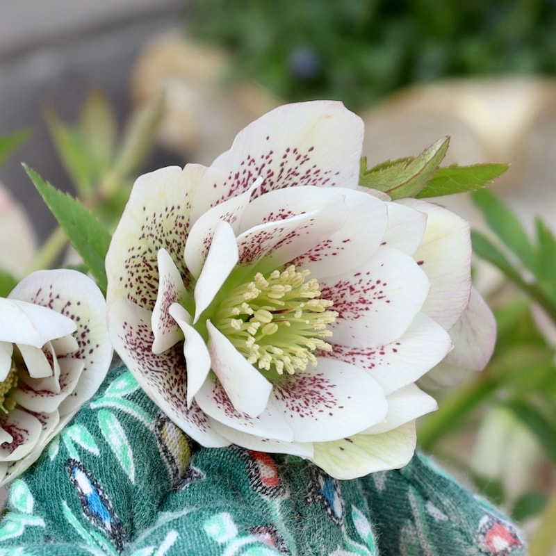 自然開花♪風散歩で3年】現品1点限り☆クリスマスローズ・中輪八重咲き