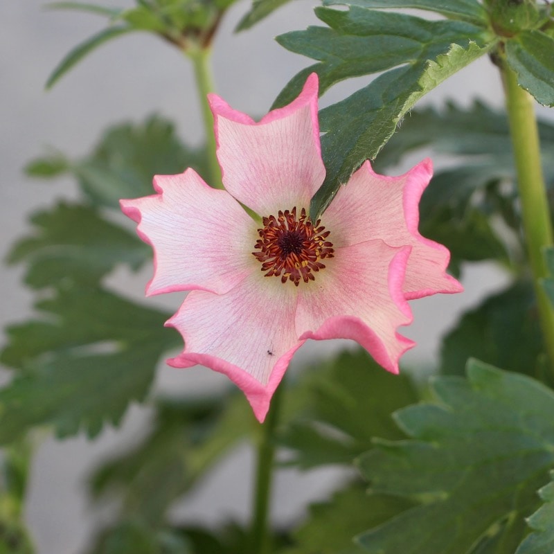 画像の現品1点限り!!【5号鉢】ラナンキュラス・ラックス「イーシス」