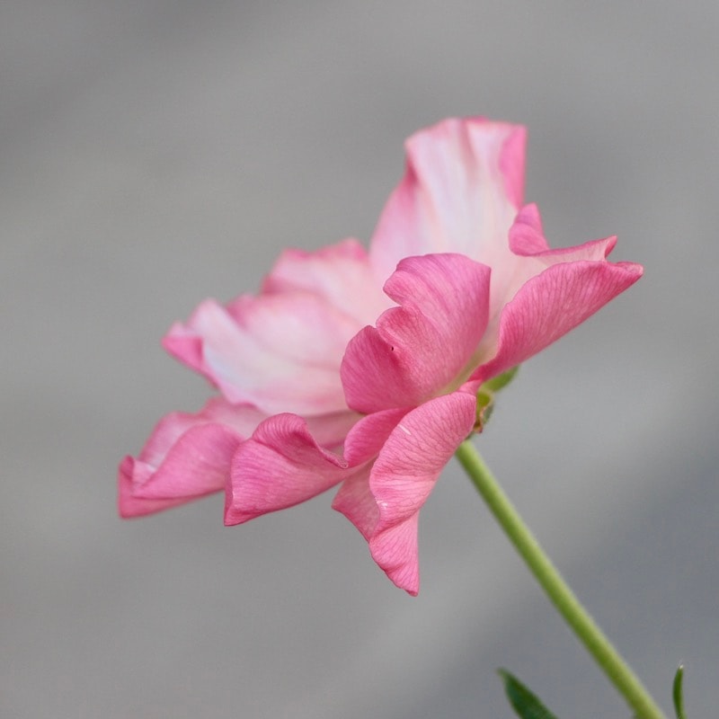 画像の現品1点限り!!【5号鉢】ラナンキュラス・ラックス「イーシス」