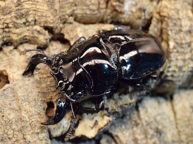 タランドゥス（タランドス）オオツヤクワガタ64mm成虫ペア | 外国産