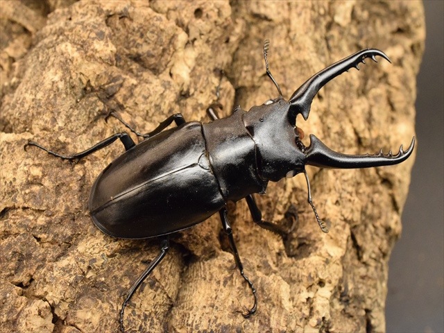 ホワイトアイ血統】ギラファノコギリクワガタ86mmペア | 外国産