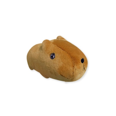 ふわふわ～んカピバラさんぬいぐるみ-S | ぬいぐるみ | | カピバラさん