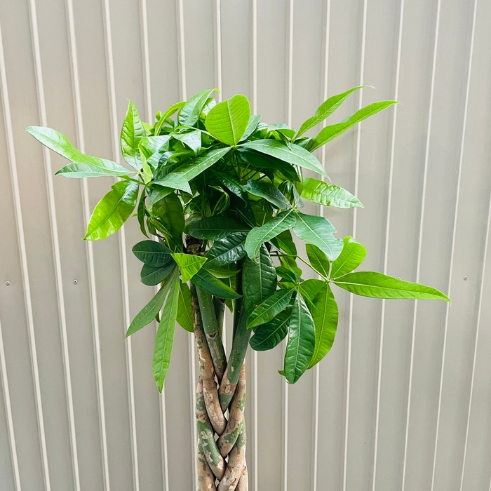 観葉植物 パキラ 5本編み 7号鉢 大型株 95cm 編み込み 発財樹 幸運の樹