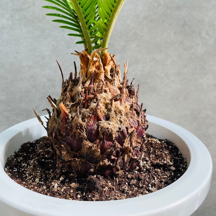 観葉植物 ソテツ 蘇鉄 8号鉢苗 大型種類 大きい 鉢植え 和風 和室 南国