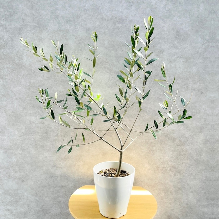 16_000000001639.jpg?1714637477