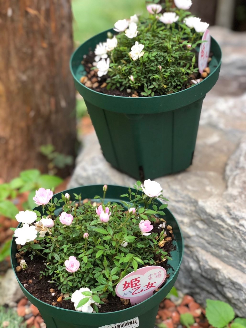 ヴァイスシュヴァルツ グリザイアの迷宮 迷宮に咲く花 幸 sp ヴァイス