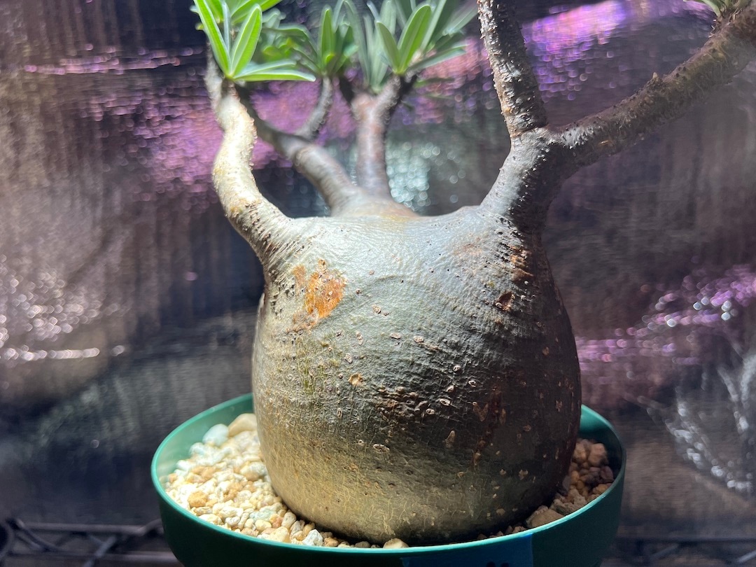 パキポディウム グラキリス ③ 癖グラ 検】パキプス コミフォラ