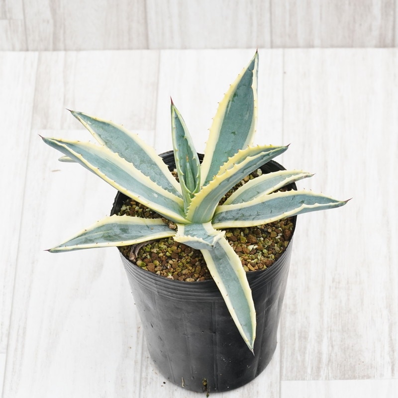 アガベ・アメリカーナ黄覆輪斑 4号ロングポット | | アガベ