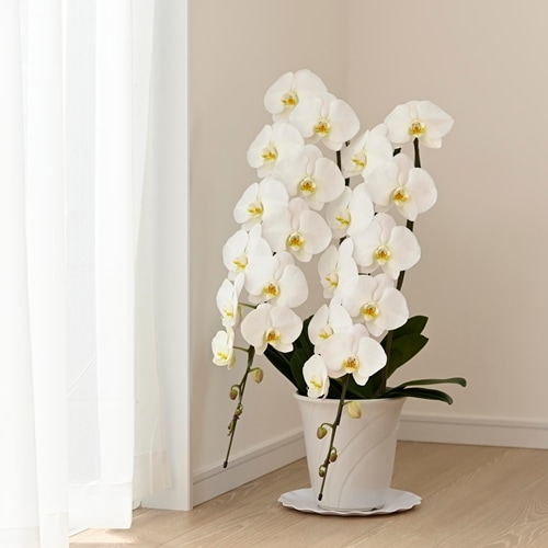大輪胡蝶蘭 白 2本立ち 20輪以上（つぼみ含む） | 種類から選ぶ