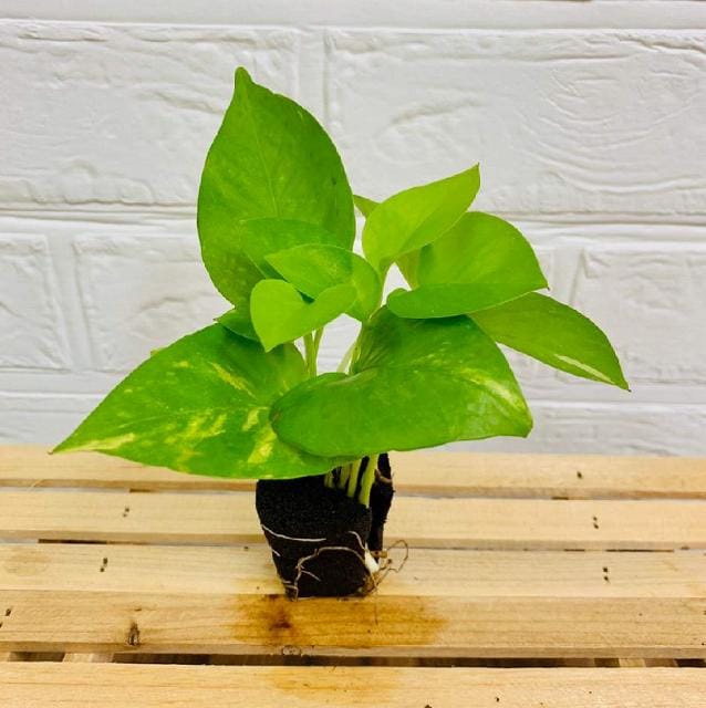 ポトス系 - おしゃれな観葉植物通販サイト「ミドリエオンラインストア」