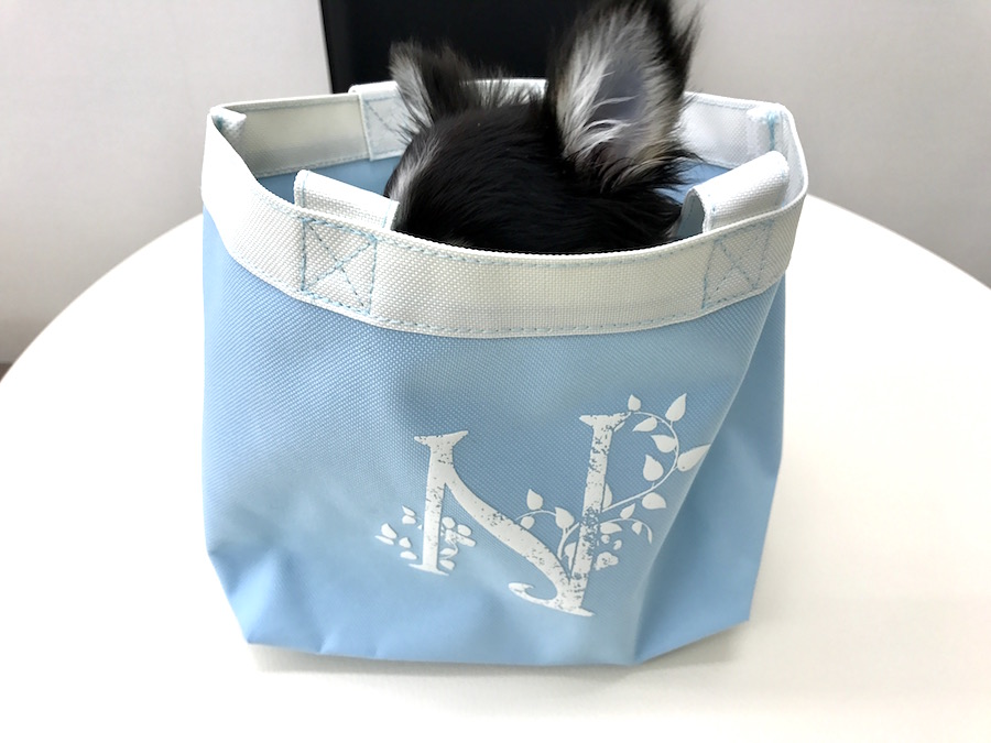 本羽田店の極小チワワちゃん・3ヶ月になったよ！：本羽田店No.512425