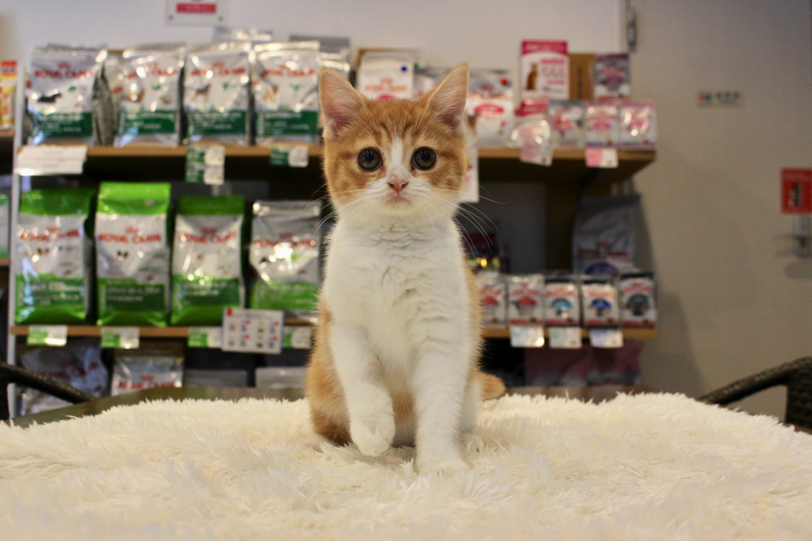 マンチカン】大人気毛色のレッドタビー＆ホワイト！しかもとっても