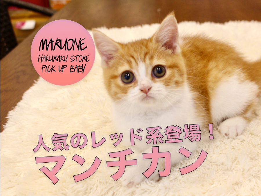 マンチカン】大人気毛色のレッドタビー＆ホワイト！しかもとっても