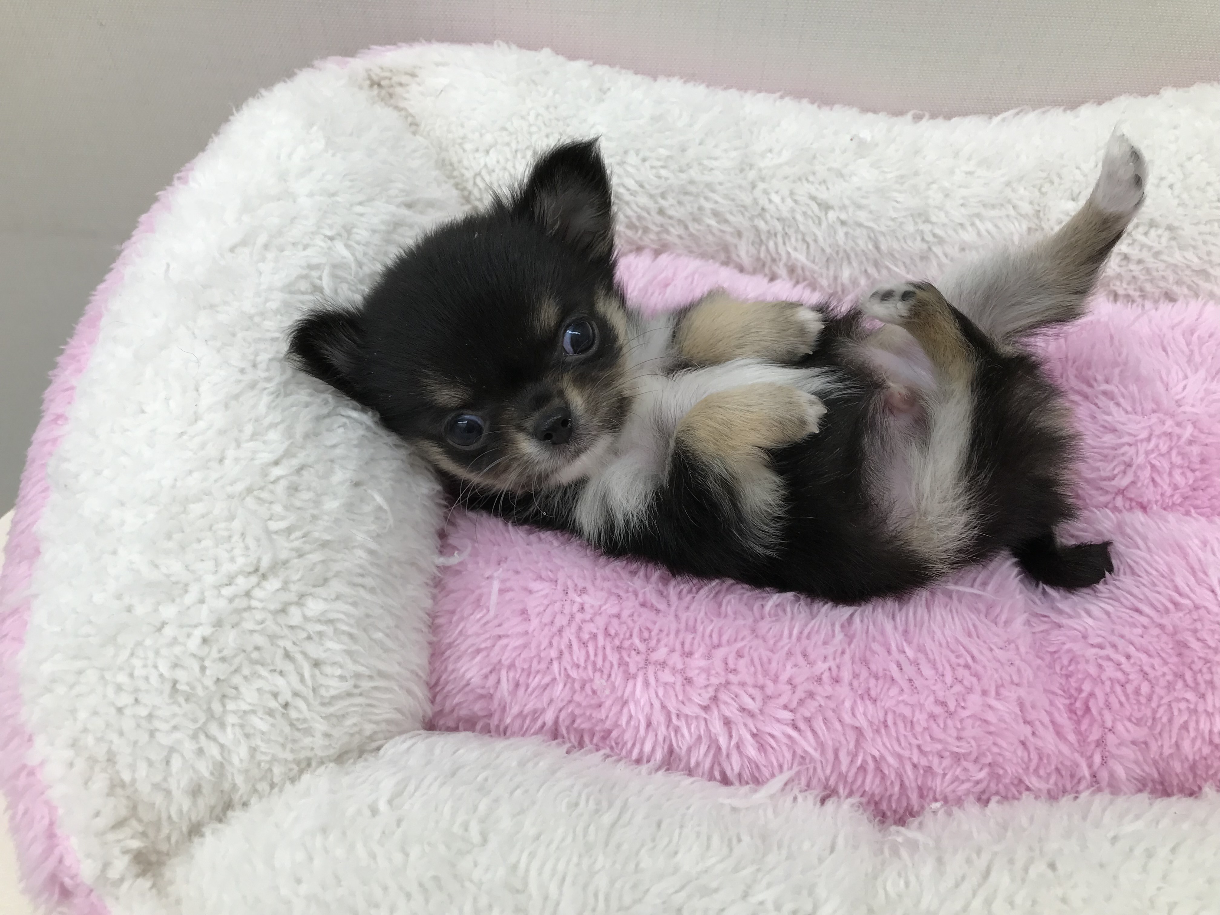 極小チワワ 】生後約2ヶ月で体重322gは驚きの手のひらサイズ 本羽田店