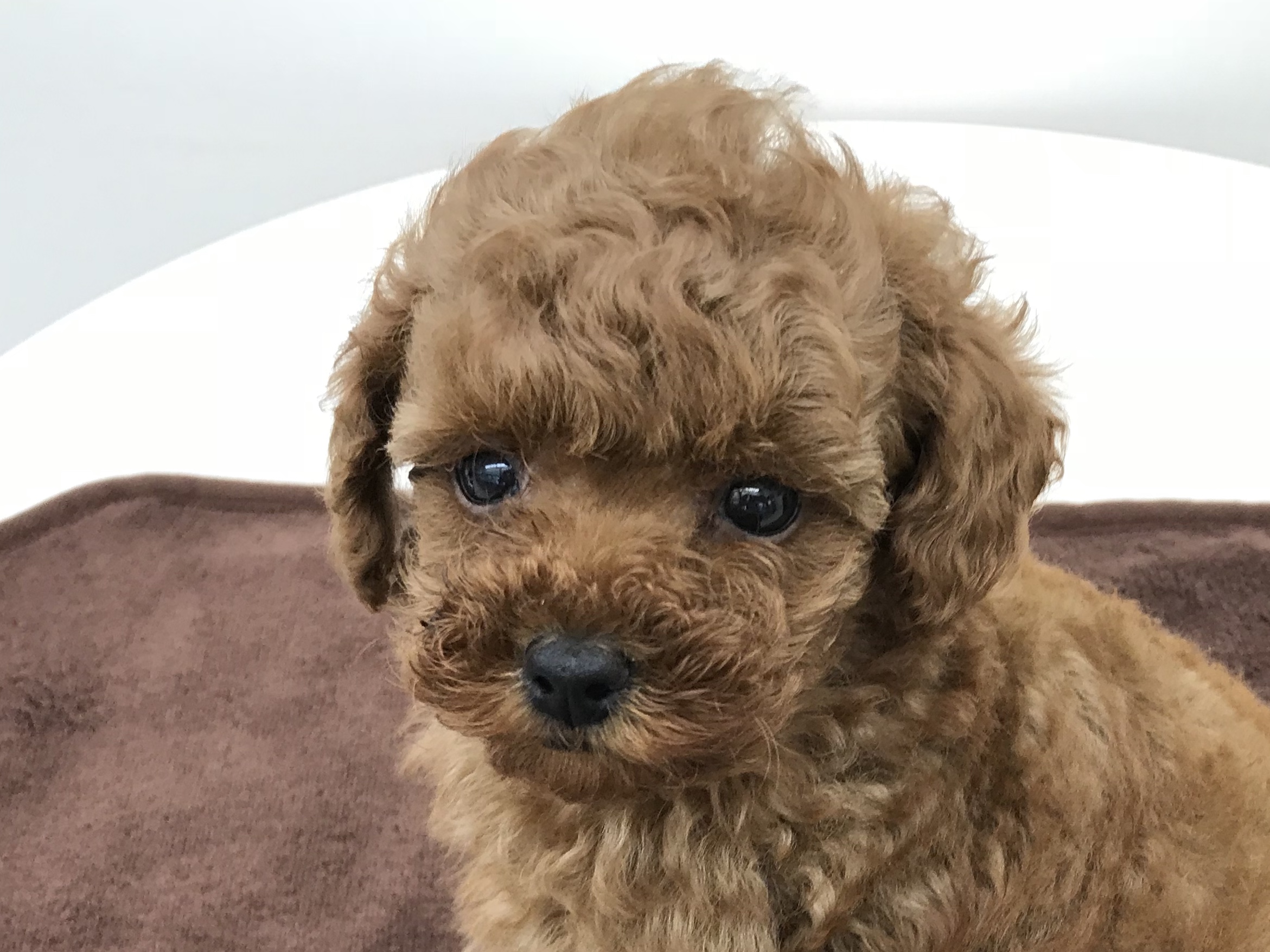 トイ・プードル 】驚異的人気を誇るタイニーサイズ！体は小さくても