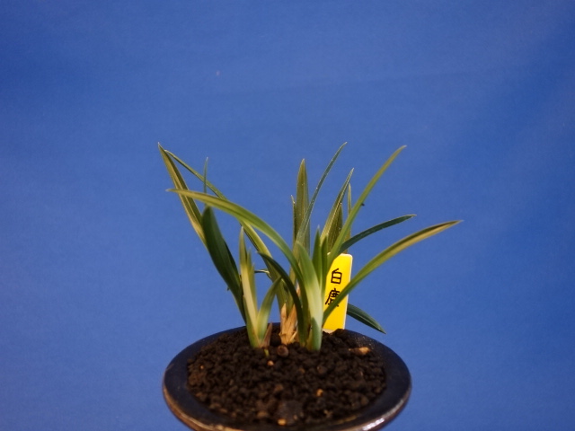 韓国春蘭作上がり2点の紹介です。 - 群馬松永蘭園