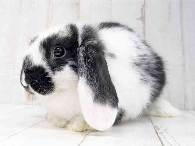 ロップイヤー[【ブロークンブラック】] | ひごペットフレンドリー