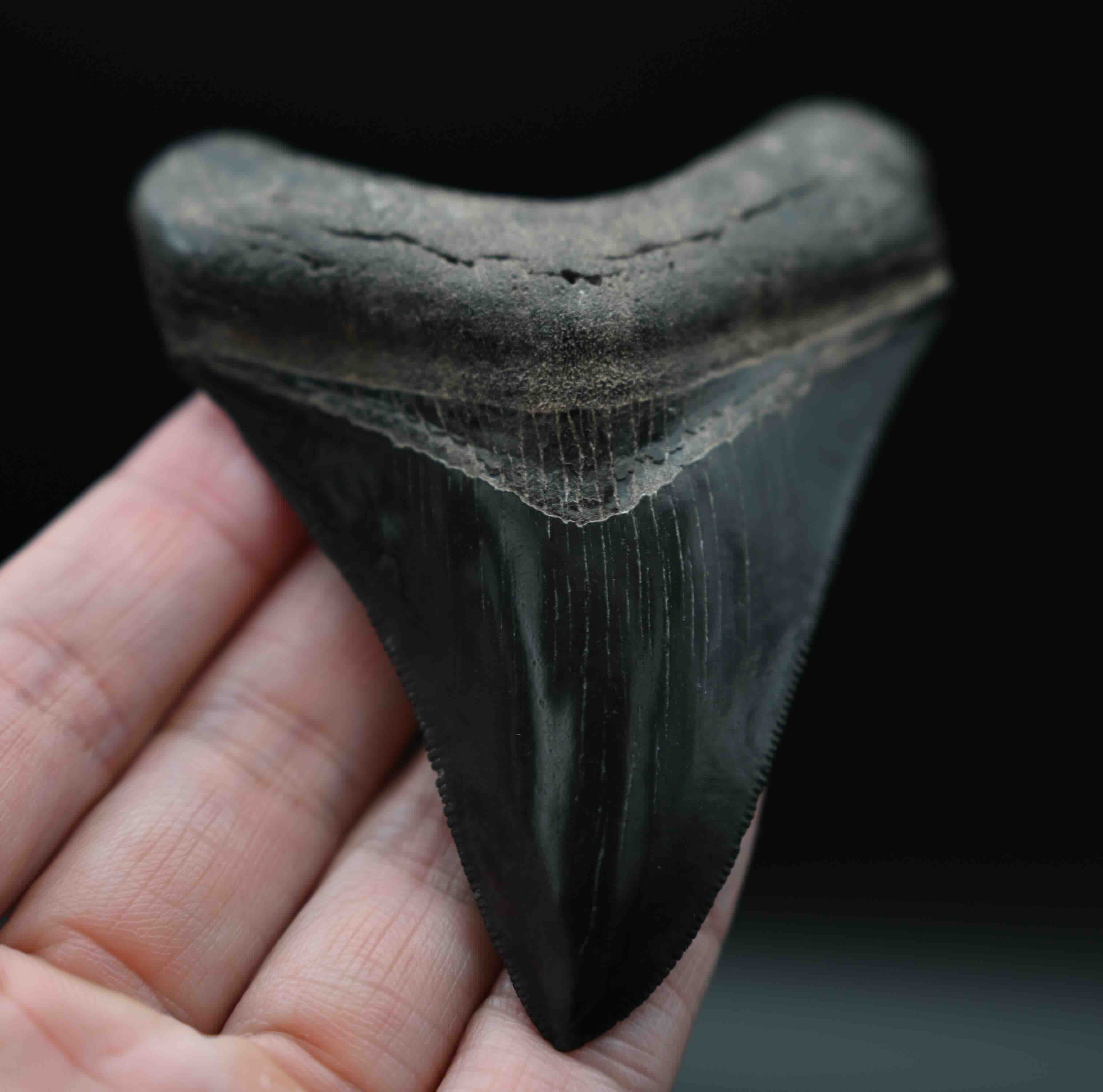メガロドンの歯の化石 mgaz5005 | Megalodon-teeth.jp