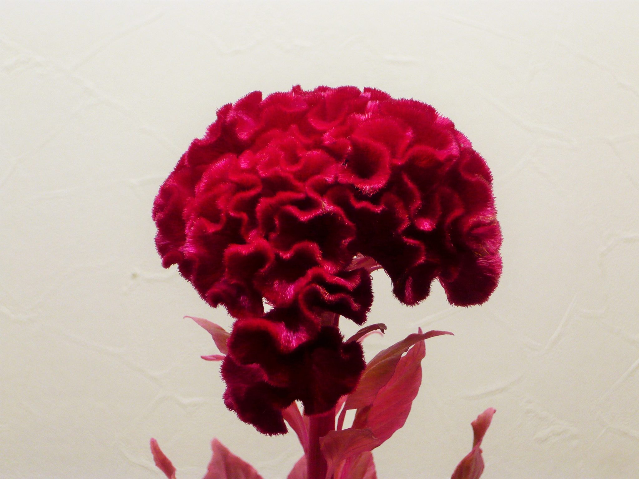 ケイトウ・レイエン | 帯広市・花屋 | お花の事ならM's flower