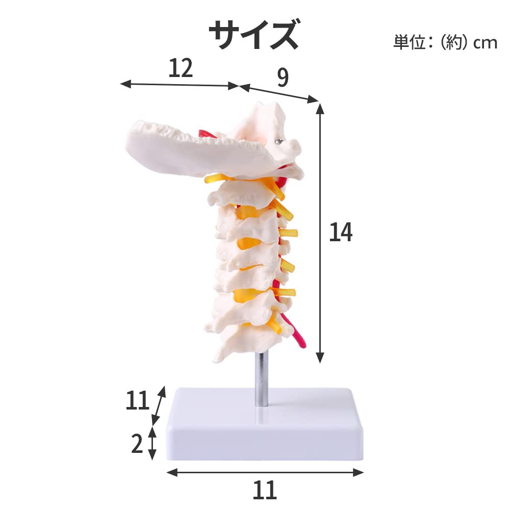 Amazon.co.jp: UPstore 実物大 頚椎 頸椎模型 首 くび 後頭骨 骨格模型