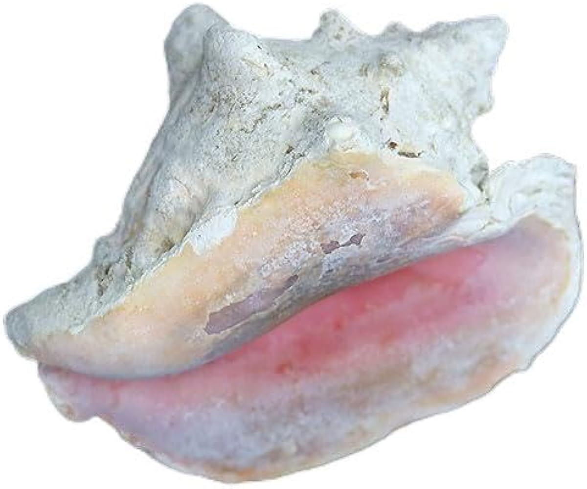 Amazon.co.jp: ピンク貝 コンク貝 クイーンコンクシェル 貝殻〔 天然石