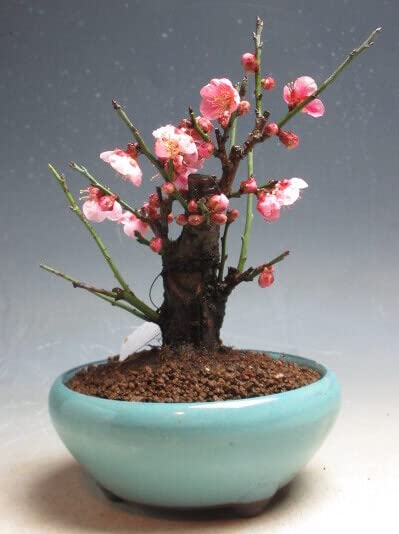 Amazon.co.jp: 盆栽 梅 東雲（ピンク花・一重咲きピンク筋入り）開花