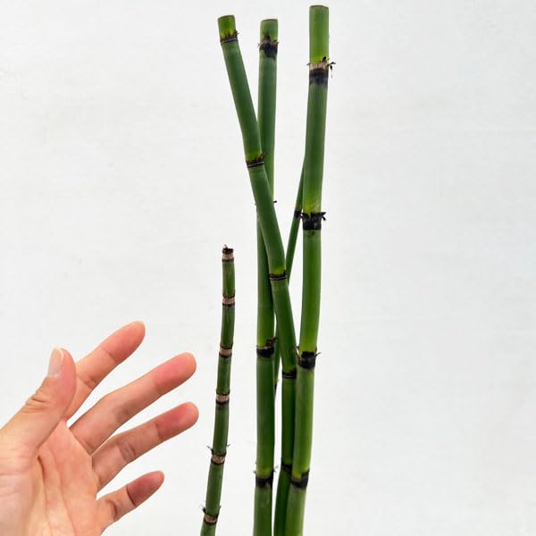 Amazon.co.jp: トクサ（木賊）：オオトクサ[ジャンボトクサ・大トクサ