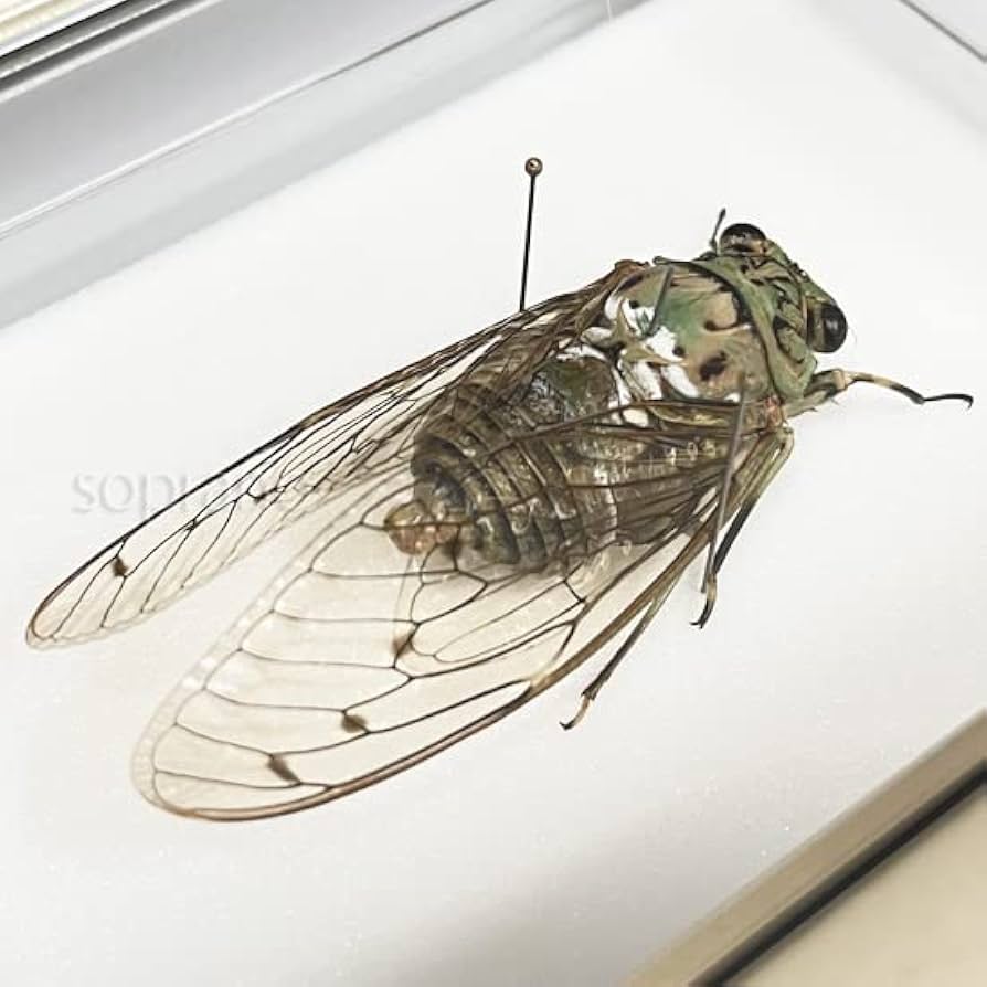 41n0pZ-hipL._AC_UF894,