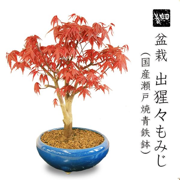 Amazon.co.jp: 遊恵盆栽 盆栽：出猩々もみじ大*(瀬戸焼青鉄鉢) momiji
