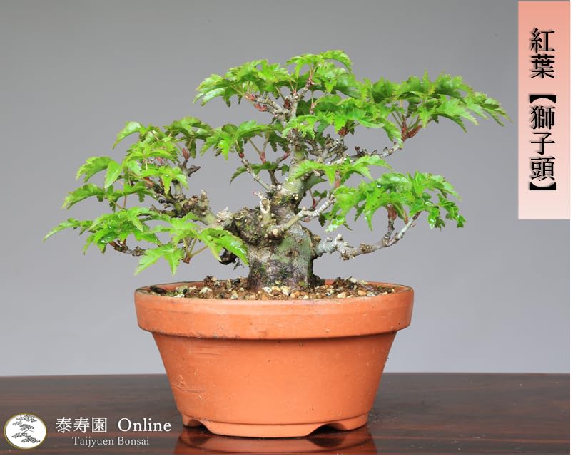 Amazon.co.jp: ノーブランド品紅葉『獅子頭』シシガシラ取り木小品盆栽