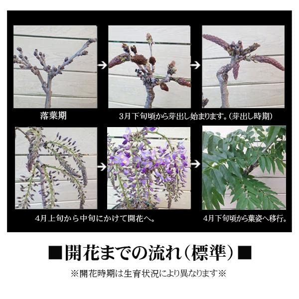 Amazon.co.jp: 苗：一才藤(大)* ふじ フジ : DIY・工具・ガーデン