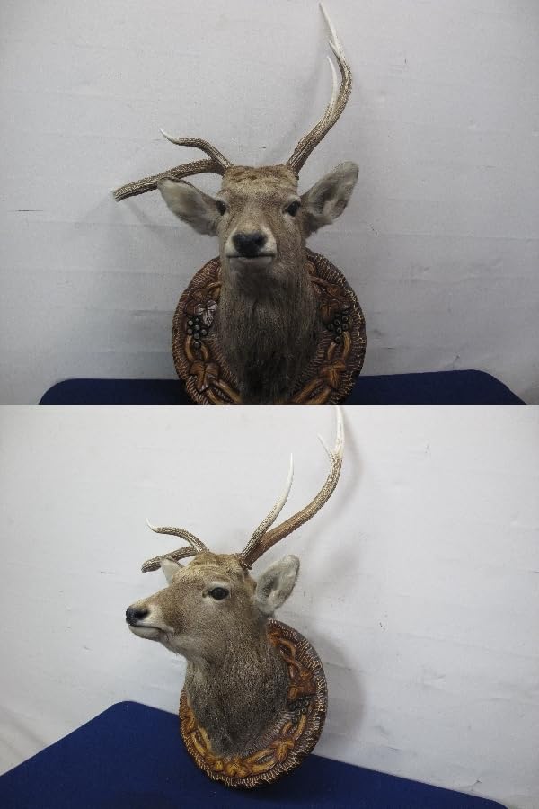 Amazon.co.jp: 蝦夷鹿（エゾシカ）剥製壁掛けハンティングトロフィー